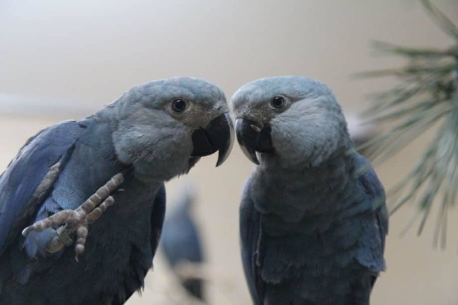 Las pérdidas de especies son más comunes en áreas tropicales y subtropicales.