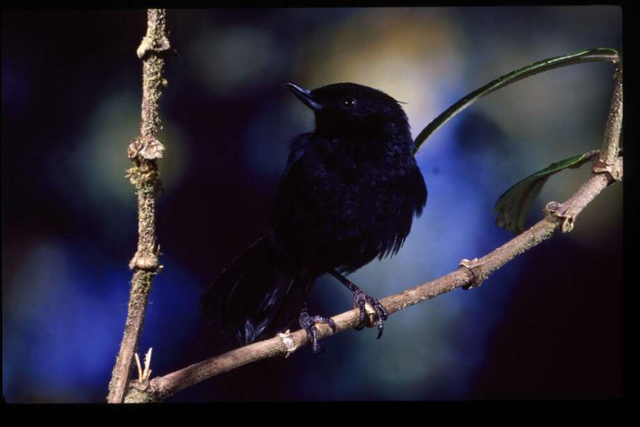 Francisco Nieto Montaño