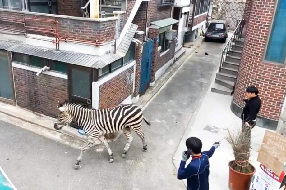 El animal escapó del zoológico Gran Parque de los Niños de Seúl alrededor de las 14:50 horas (hora local) luego de haber roto su cerca de madera.