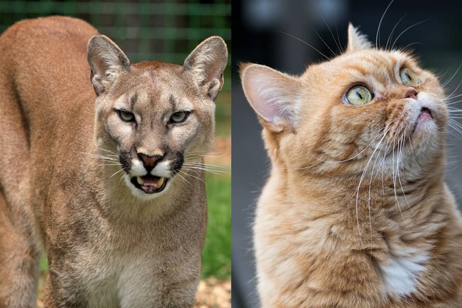 Diferencias entre un puma y un gato naranja.