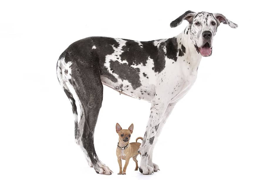 El Gran Danés puede llegar a medir más de 80cm mientras que el Chihuahua mide entre 15 y 35cm.