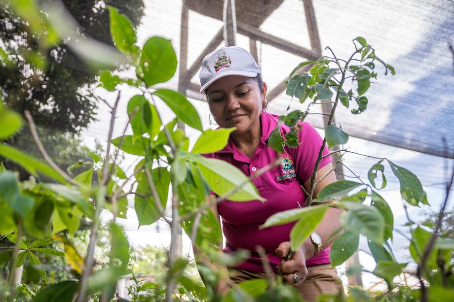 La lideresa social Raquel Espinosa en el vivero Alto Morrocoy, de la Asociación Aampy.