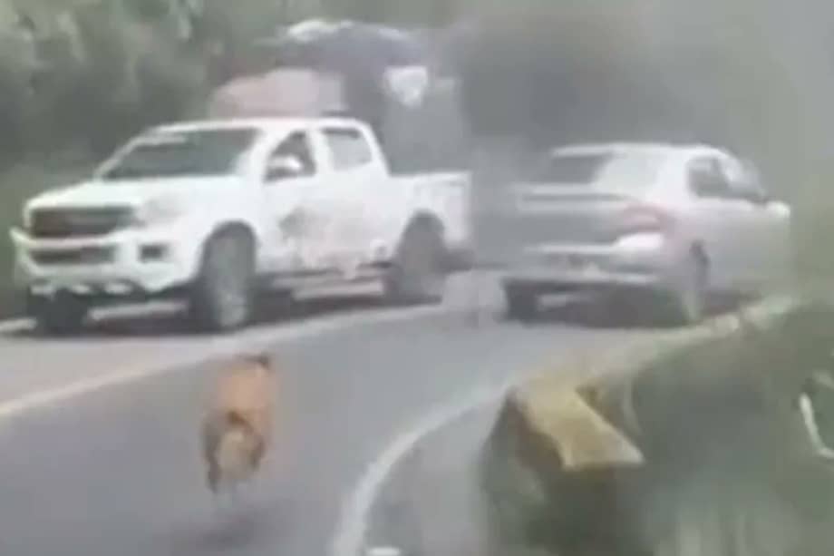 La grabación evidencia el alto riesgo al que fue expuesto, pues debió esquivar motocicletas y automóviles en una vía de alto flujo vehicular.