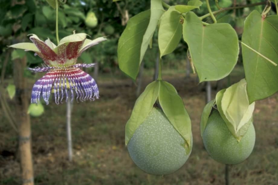Entre sus nombres comunes se encuentran granadilla de mono, granadilla de hueso y granadilla de piedra.