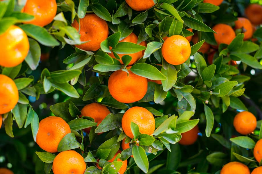 Las hojas frescas de mandarina pueden aprovecharse en bebidas calientes, siempre con cuidado y sin consumirlas en exceso.