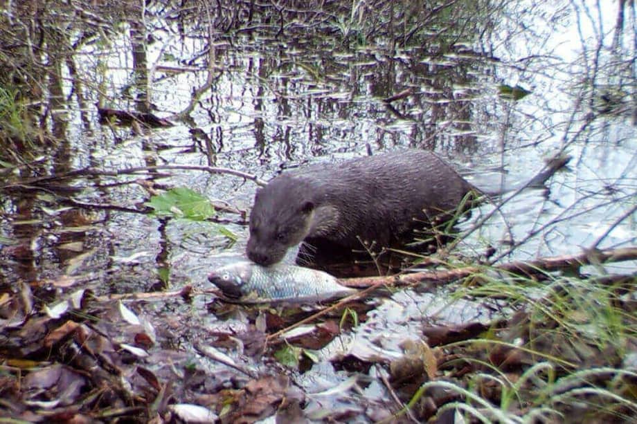 El estudio de caza fotográfico tomó varias imágenes de visones americanos / Cortesía Universidad de Georgia