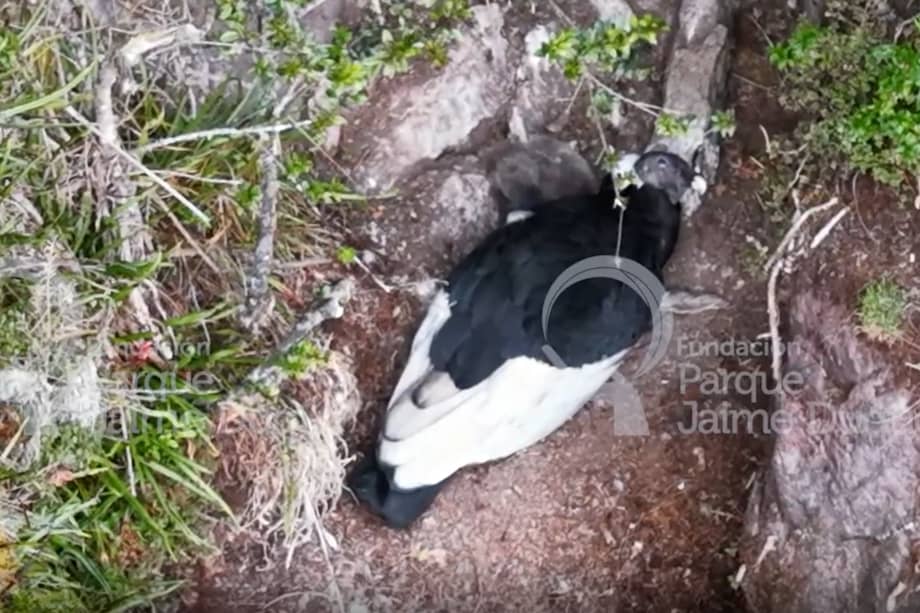 En la imagen se aprecia el nido de cóndor activo en el páramo El Almorzadero. La cría está en la parte superior (de color gris), al costado izquierdo de su madre.