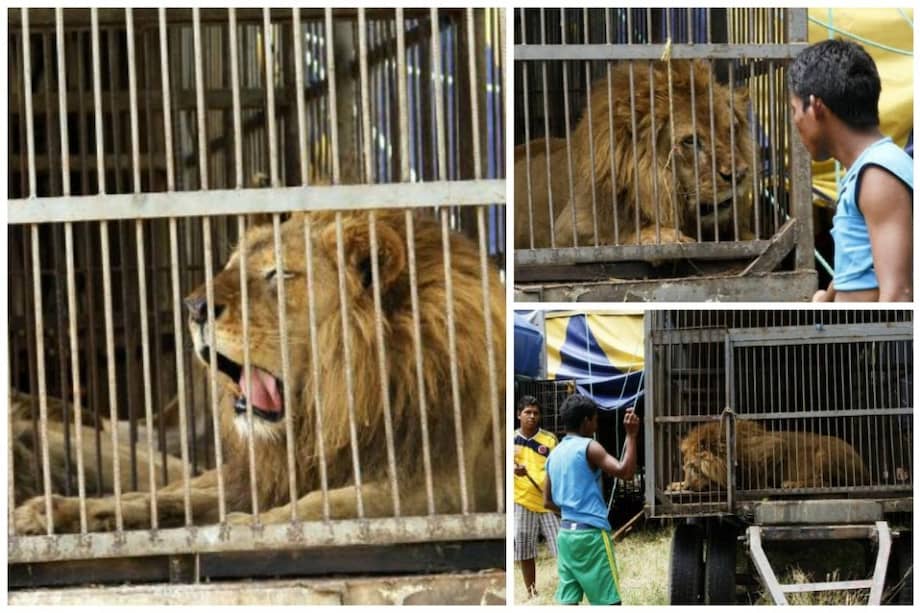 Rescatan a nueve leones de un circo clandestino en Piedecuesta