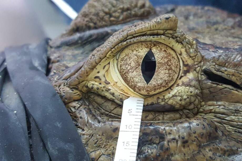 Recogida de lágrimas del caimán de Brasil, también conocido como yacaré overo. / Arianne P. Oriá