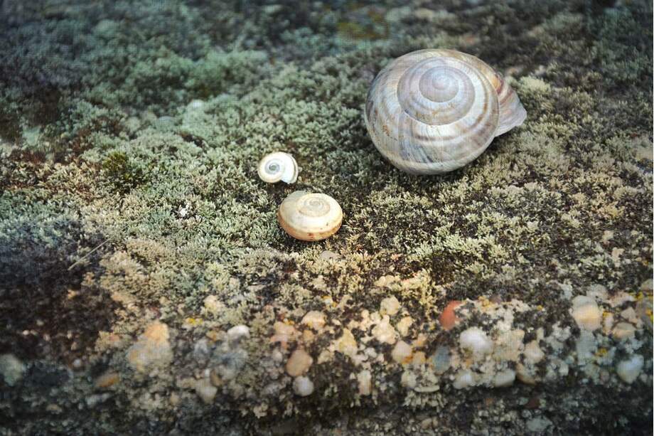 los investigadores aplicaron leves descargas eléctricas a las colas de una especie de caracol marino llamado 'Aplysia'. (Foto de referencia) / Pixabay