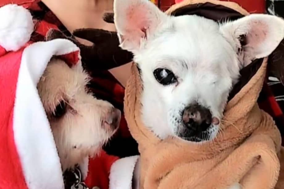 Un video publicado en Instagram reveló el caso de Don Pancho, un perro mayor abandonado por su antigua familia debido a su edad y discapacidad visual.