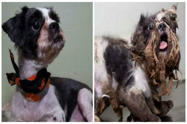 El asombroso cambio del perro 'Rasta' | EL ESPECTADOR