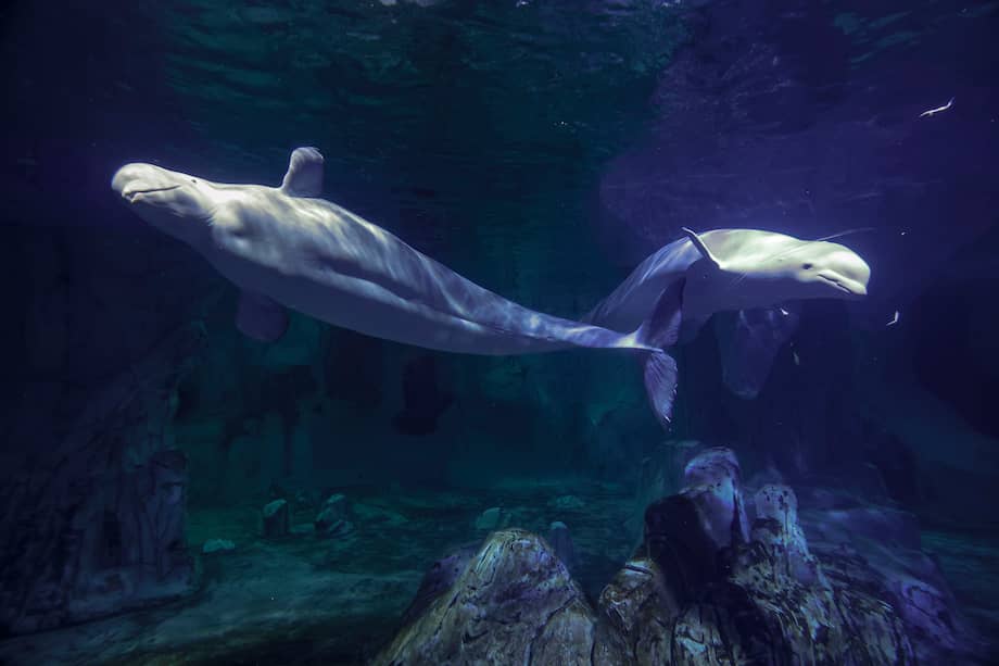 Imagen de referencia. Un nuevo estudio demostró que las ballenas beluga podrían reconocerse en el espejo.