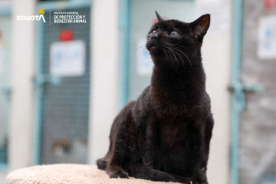 La jornada se llevará a cabo en la carrera 106 A # 67-02. Inicia a las 10 a.m. y va hasta las 4 p.m.