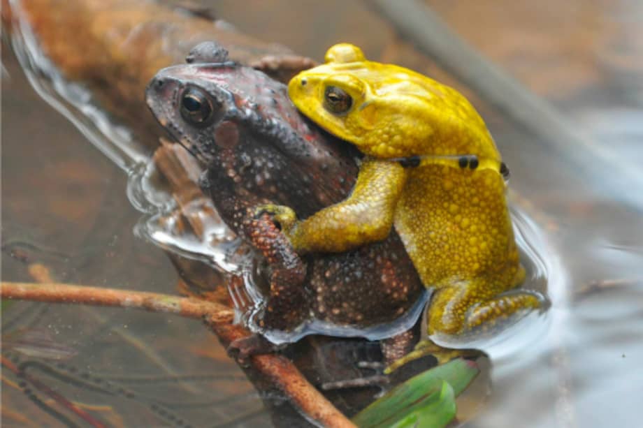 Los machos de los sapos comunes asiáticos cambian de color por 48 horas durante la temporada de apareamiento.