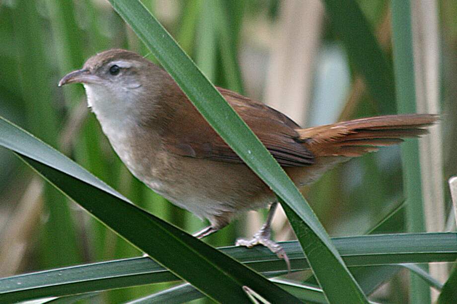 La pajonalera de pico curvo (Argentina, Brasil y Uruguay) está entre las especies que perderán la mitad de su rango geográfico actual durante las próximas cinco décadas. / Pablo Pegazzano - Flickr