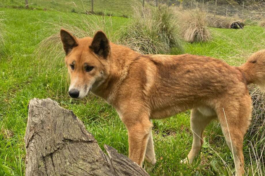 Cuando fue descubierto por primera vez, varias personas pensaron erróneamente que se trataba de un zorro.