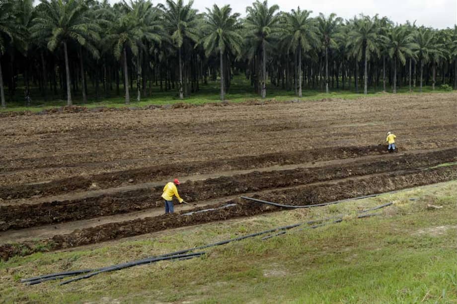 Así crecen los cultivos agroindustriales en diversas regiones del país. / David Campuzano