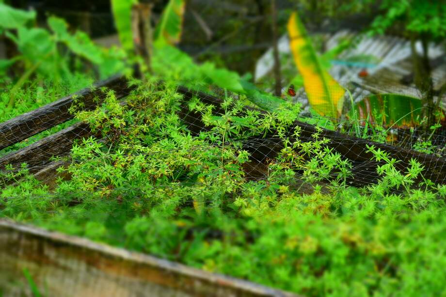 La forestería comunitaria en Yurumanguí da sus primeros frutos.