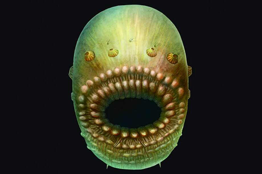 Una reconstrucción artística del Saccorhytus. / Jian Han / AFP