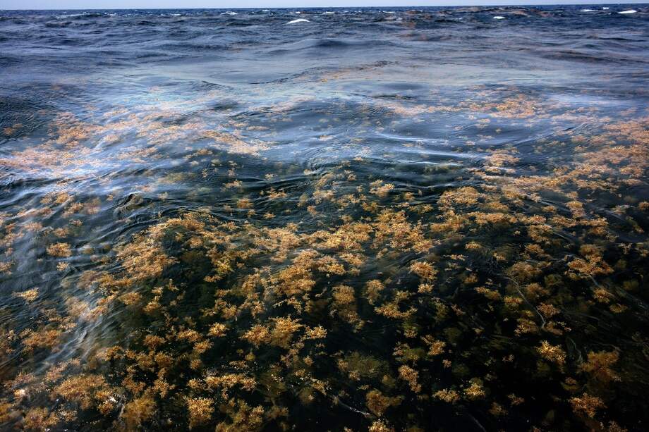 Imagen de referencia. La Lista del Patrimonio Mundial de la UNESCO incluye las áreas marinas protegidas más emblemáticas del mundo, que abarcan una superficie de 207 millones de hectáreas, o el 10% de toda la superficie marina protegida.