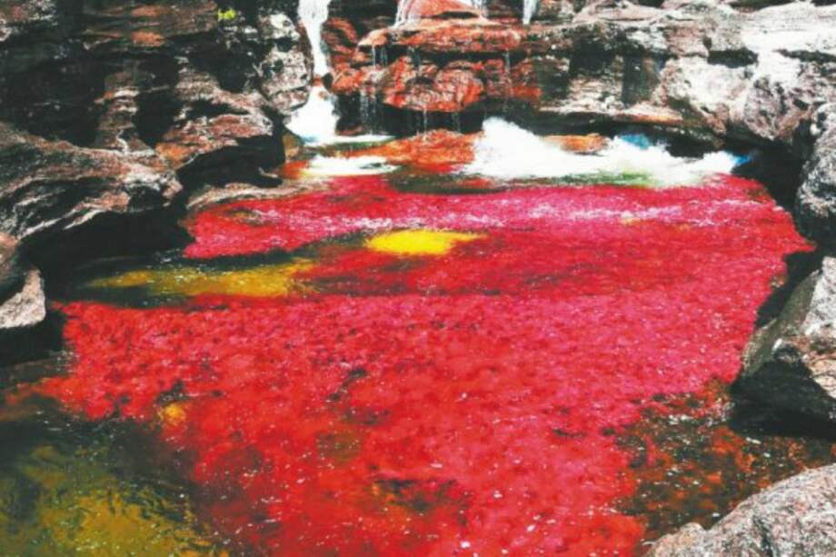 Caño Cristales queda a 67 kilómetros de la zona que estaba concesionada para hacer la exploración. / EFE.