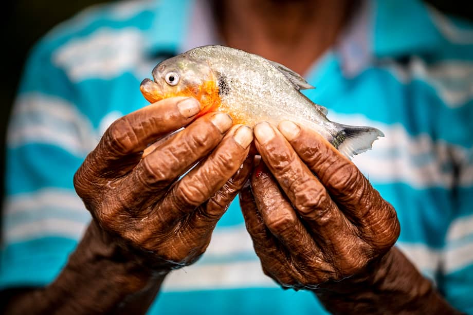 Un pescador artesanal colombiano sostiene una piraña. / Foto: Camilo Díaz, cortesía WWF Colombia.