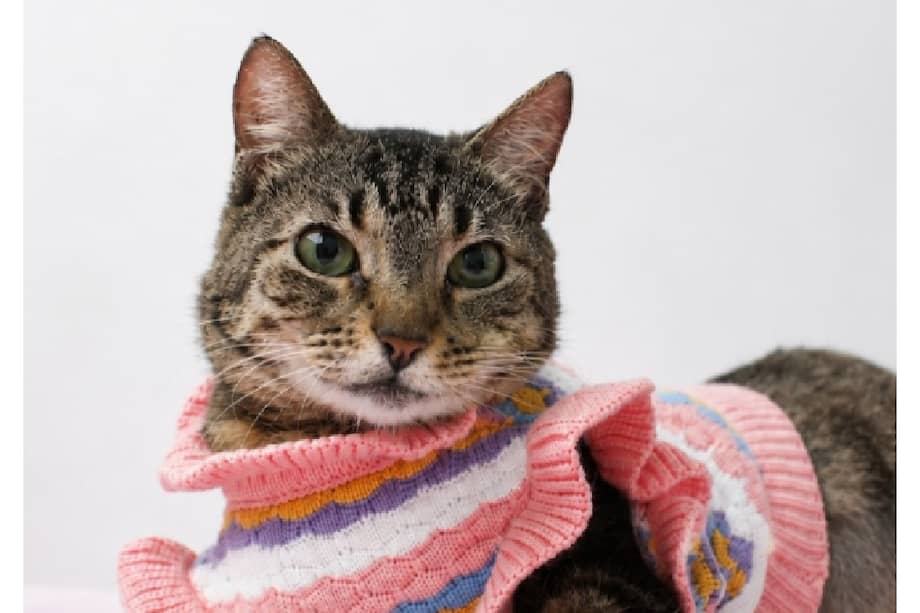 La Fundación Por Amor a Rocky busca un hogar paciente y seguro para Rosita.