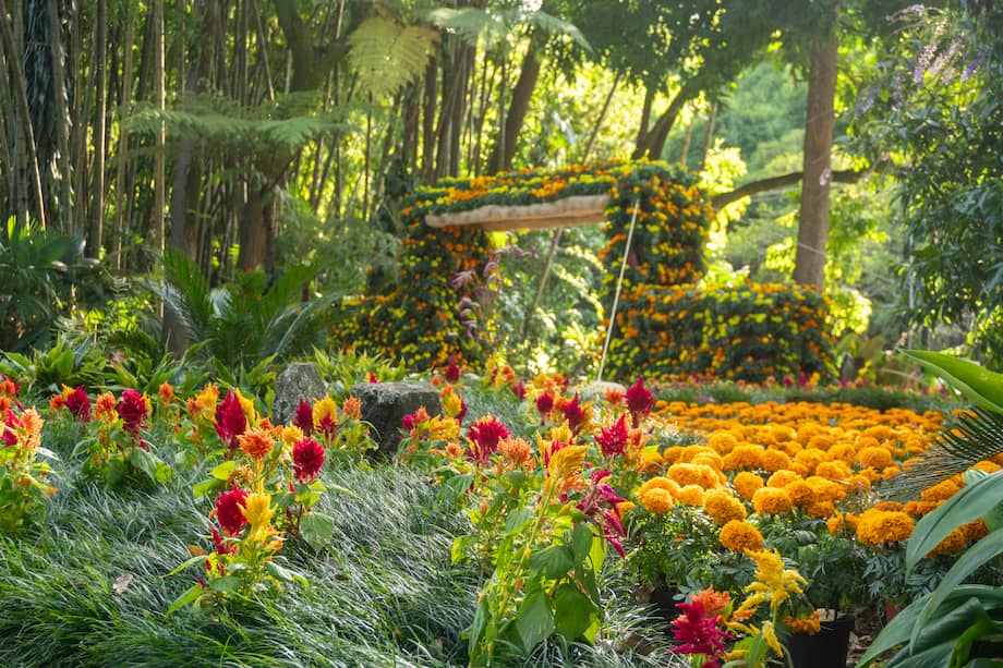 Flores para la vida: un jardín efímero inspirado en el Día de los Muertos se podrá visitar en el Jardín Botánico de Medellín