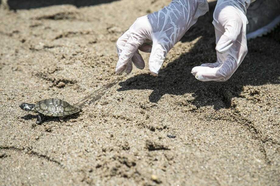 El programa de liberación de tortugas de la Asociación Ambientalista Futuro Verde fue la inspiración de Animal Bank. / Cortesía Portafolio Verde