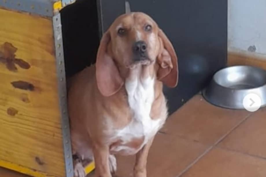 Hannah es una perrita de raza sabuesa española de tamaño mediano y siete años de edad.