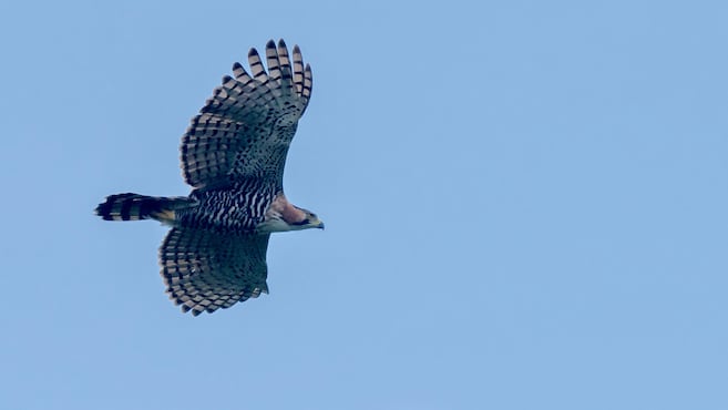 Un águila crestada, de las más grandes de Colombia, murió por una herida de bala