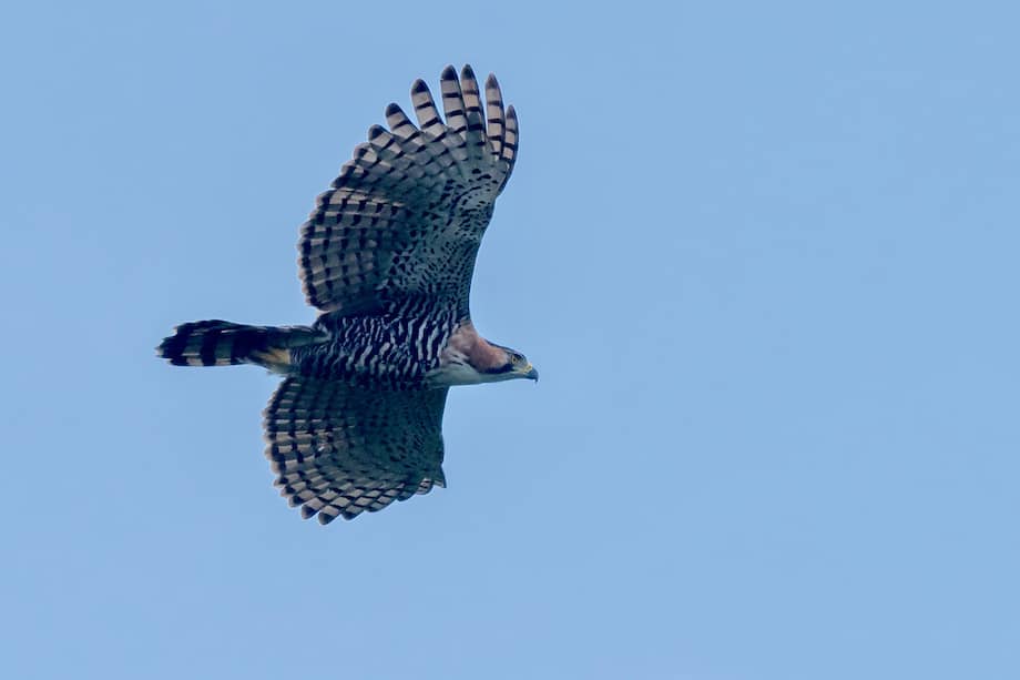 Imagen de referencia. Las águilas crestadas (género Spizaetus) son uno de los depredadores más grandes de los aires en los bosques andinos.