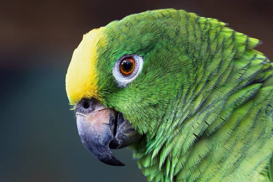 Los loros son de las especies más amenazadas por el tráfico de fauna silvestre en Colombia.
