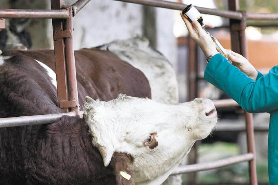 De no tratarse a tiempo, reacciones alérgicas a la vacuna podrían ocasionar el deceso del animal. / Getty Images.