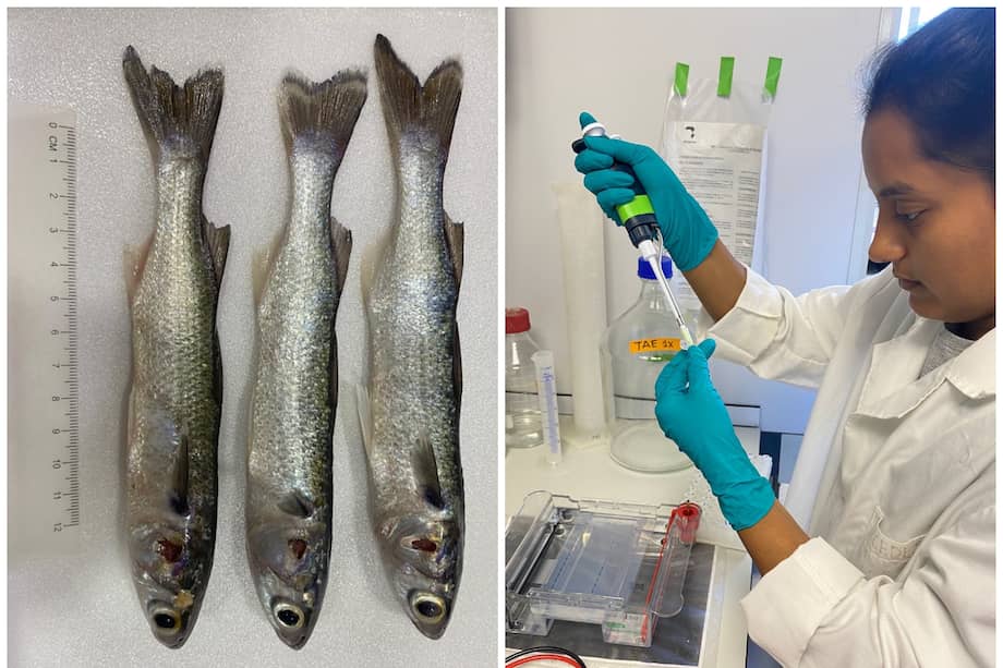 Cada desove en laboratorio acerca la esperanza de recuperar una especie clave para la Ciénaga Grande.