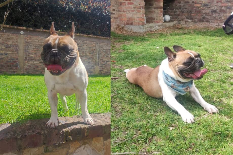 Esta es la imagen de Pipo.