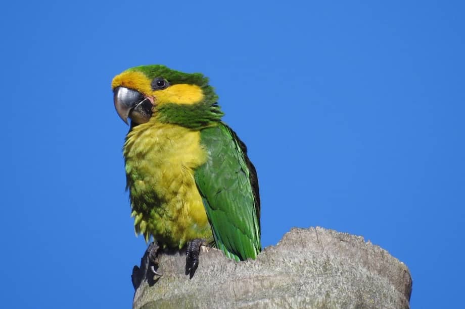 Hoy la especie supera los 2.600 individuos.