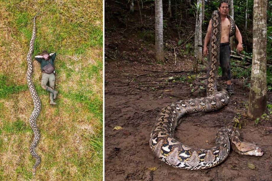 A finales de 2025, en la región de Maros, en Sulawesi (Indonesia), empezó a correr el rumor de una gigantesca pitón reticulada.