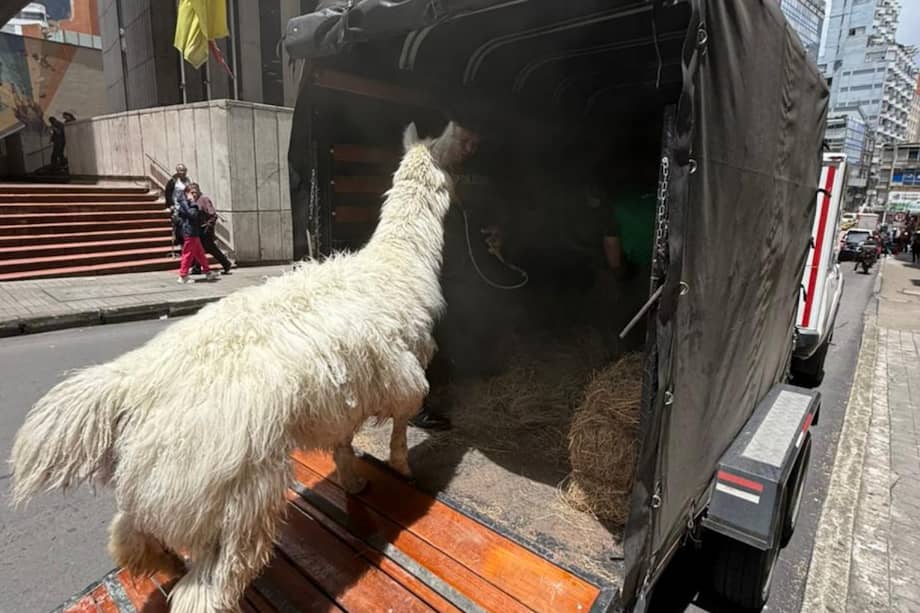 Llama rescatada en el centro de Bogotá