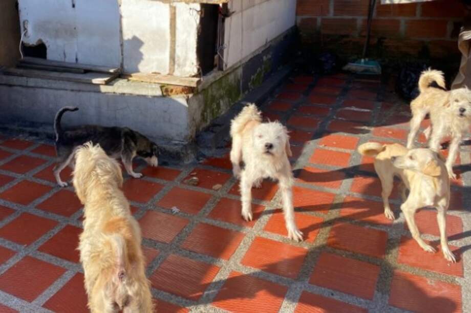 Los cinco perros, tres hembras y dos machos, fueron trasladados para su valoración y atención veterinaria.