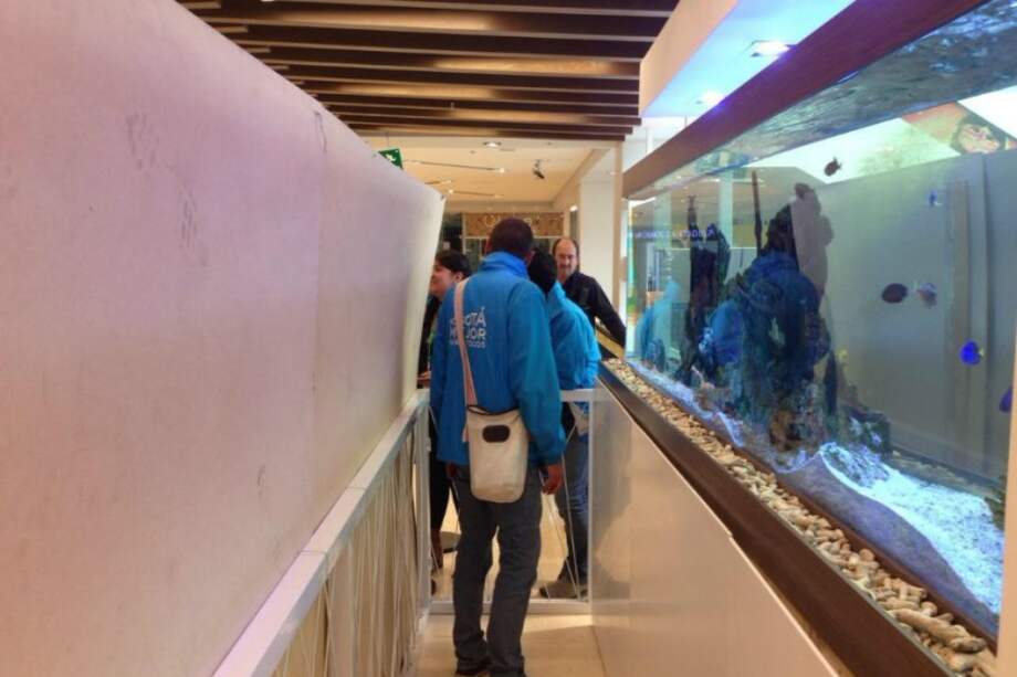 En el operativo se hallaron peces payasos, cardenales, mandarines o dragones (procedentes de Indonesia). / Secretaría de Ambiente