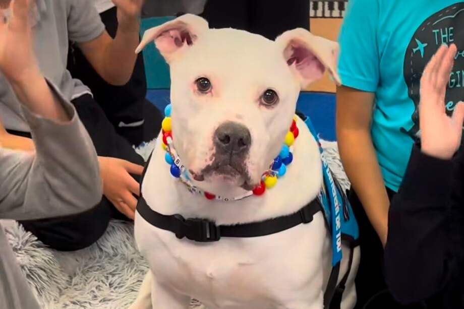 Cole es miembro oficial del Bright and Beautiful Therapy Dog Team, una organización benéfica que certifica a perros y tutores con buen comportamiento para equipos de terapia canina.