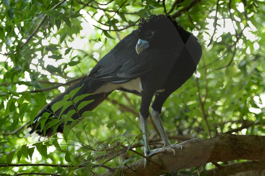 Se estima que en Colombia solo quedan aproximadamente 2.000 ejemplares del ave paujil de pico azul. /Foto: "El Pato" Salcedo - WSC Colombia.