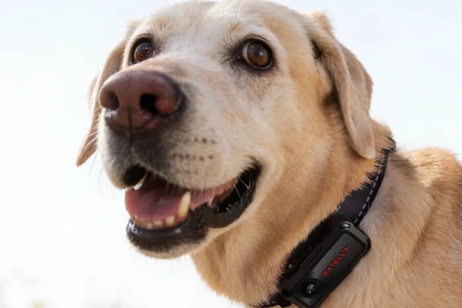 Además de rastrear ubicación en tiempo real, algunos collares incorporan funciones de inteligencia artificial para analizar la rutina del perro.