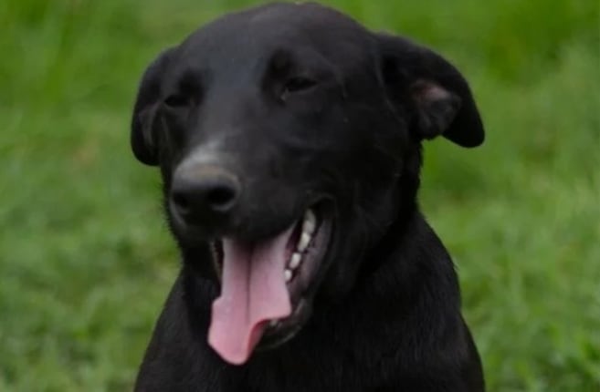 A Marqués lo llaman "el perro inadoptable", pero él sigue esperando una familia
