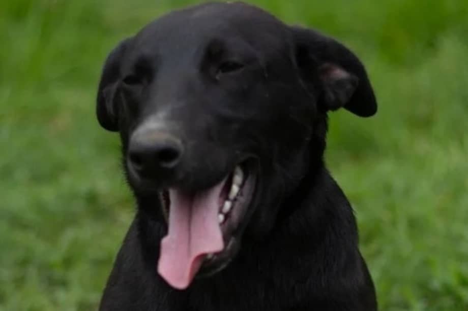Este perro de pelaje negro fue rescatado cuando era cachorro y hoy sigue en busca de una segunda oportunidad.
