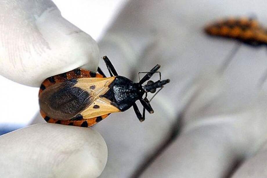 Estudio anuncia medicamento que promete cura para el mal de Chagas