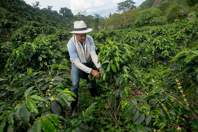 Café colombiano repunta en junio, pero sigue con la producción anual en rojo
