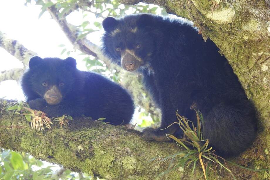 El Oso Andino (Tremarctos Ornatus), único en Sudamérica, se encuentra en riesgo de ser uno de los primeros carnívoros en extinguirse.